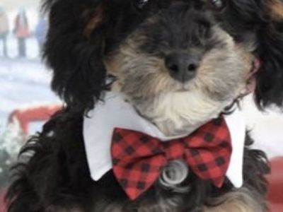 5lb Tricolor Poodle For Stud Service