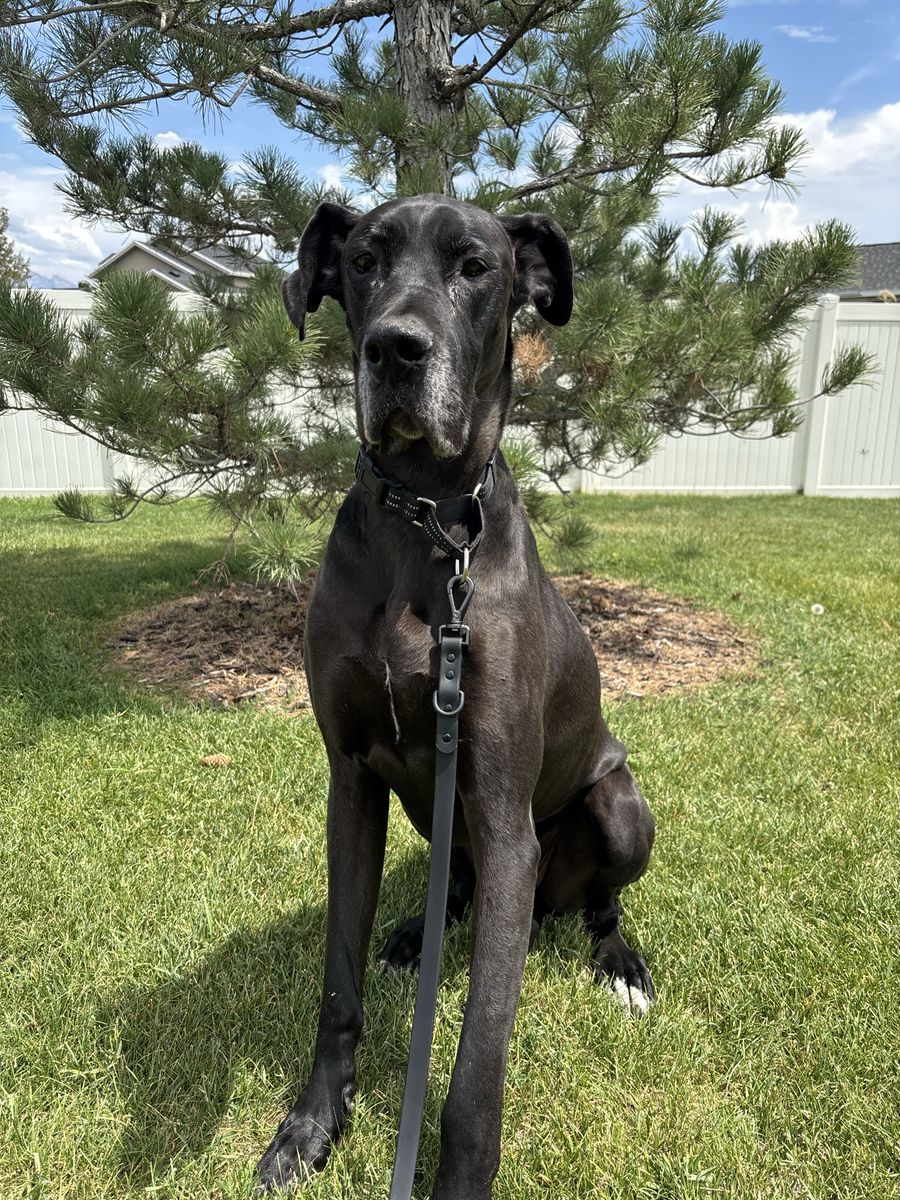 Great Dane