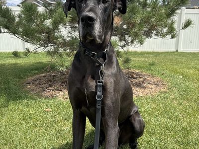 Great Dane