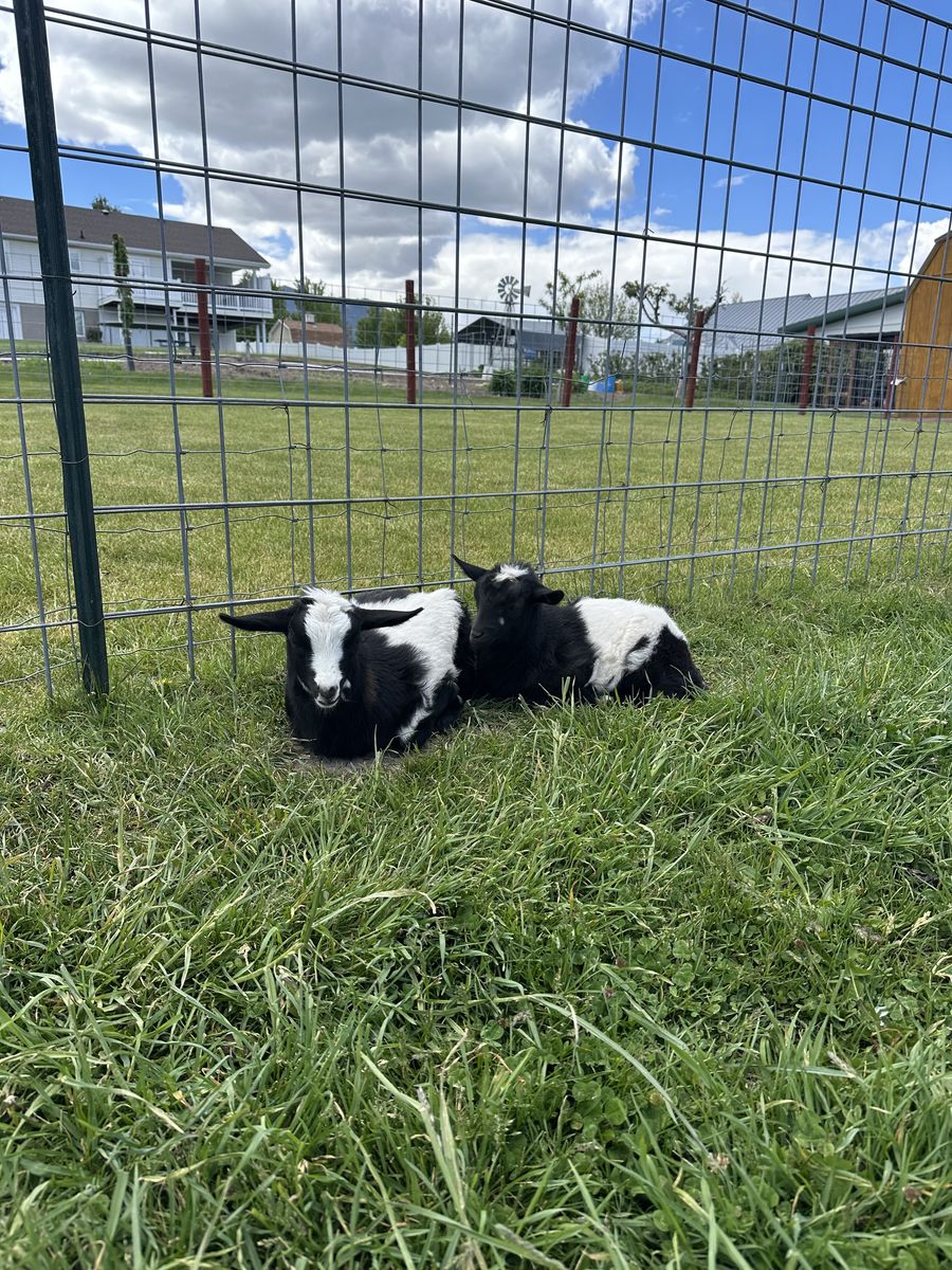 Nigerian Dwarf Goats