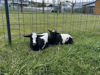 Nigerian Dwarf Goats