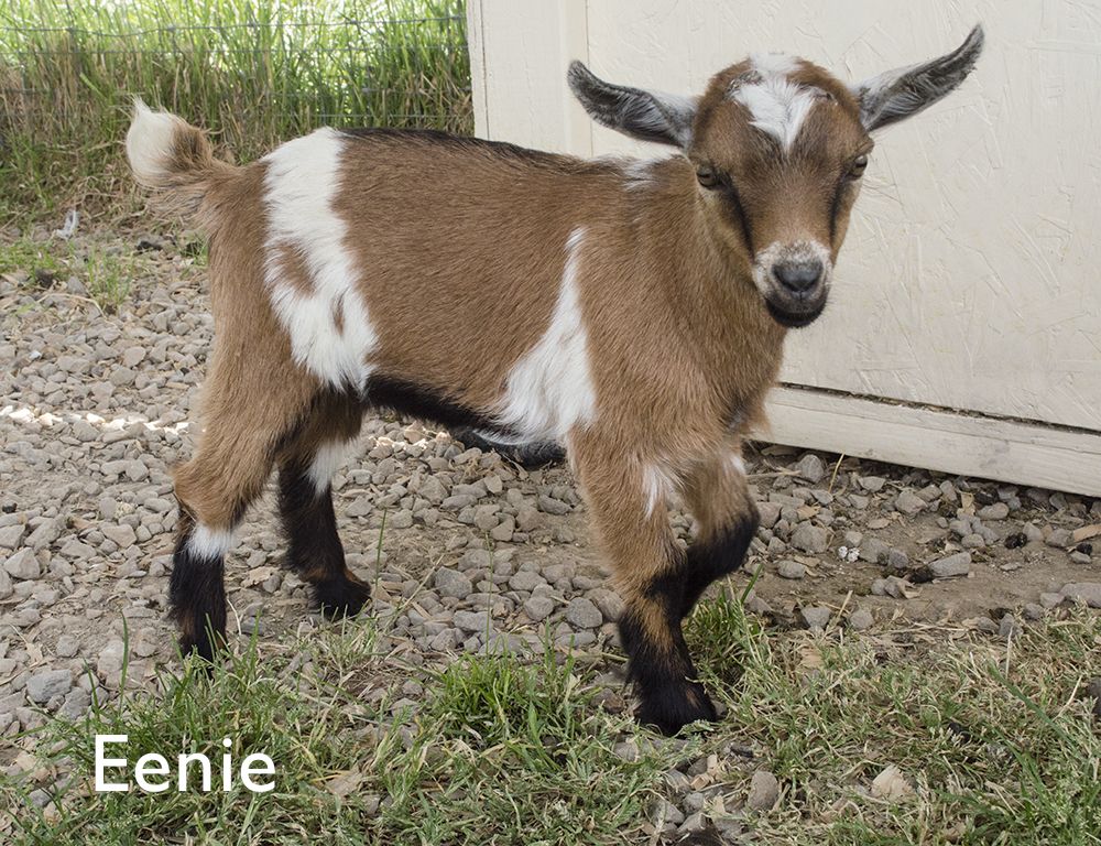 Nigerian Dwarf Goat Kids