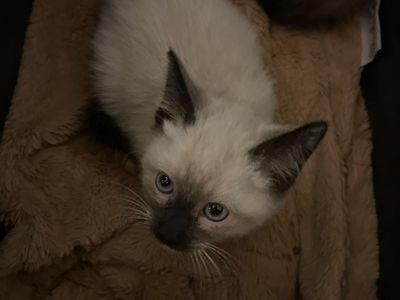 Russian Bluixe Mix Female Kitten!!