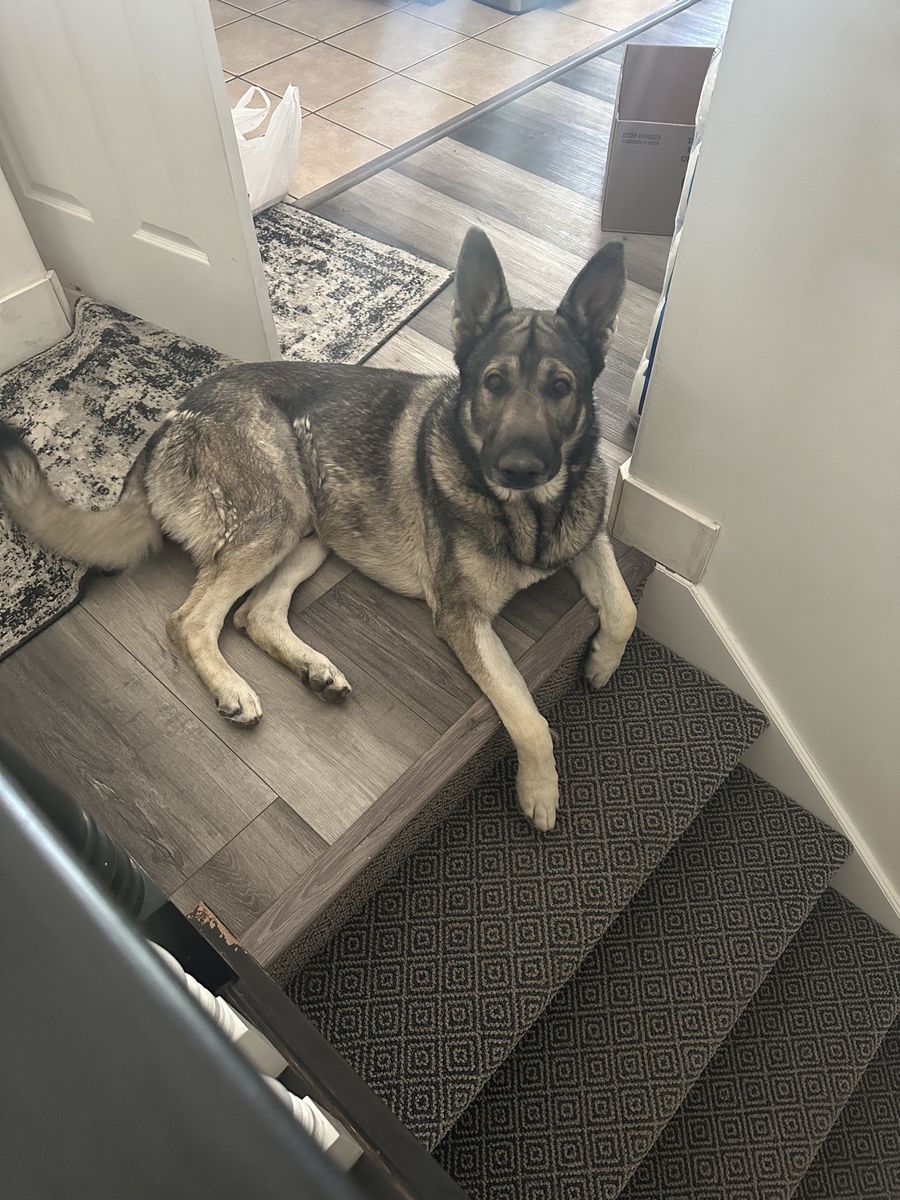 Silver Shepherd Pure Bred 