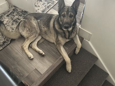 Silver Shepherd Pure Bred