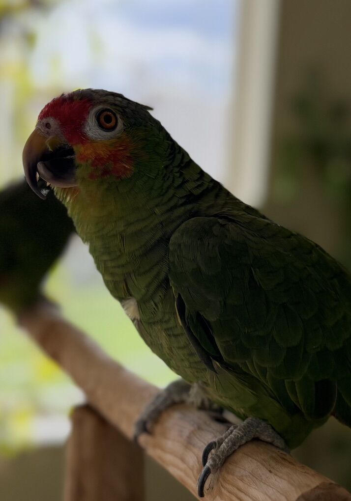 Red-lored Amazon Parrot