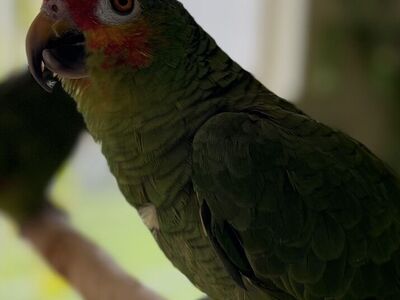 Red-lored Amazon Parrot