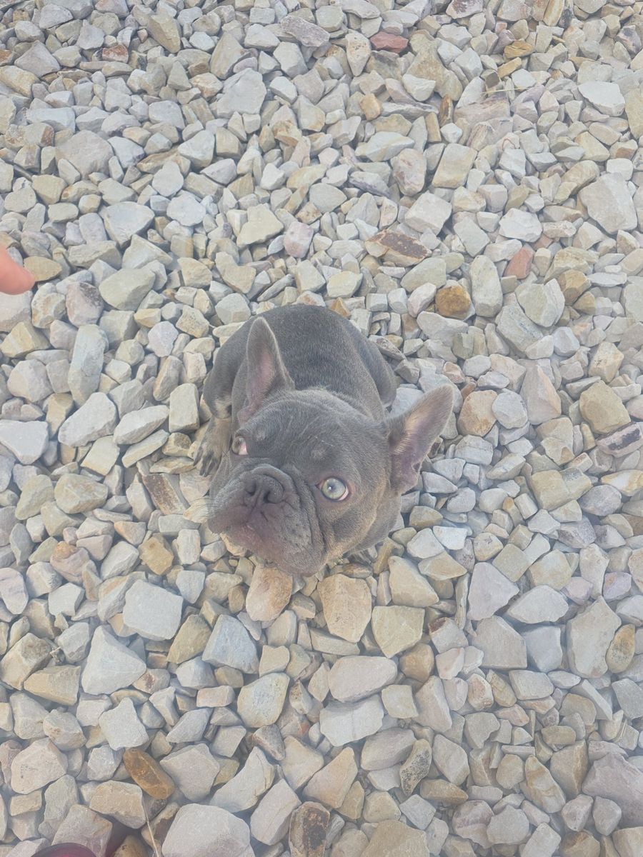 blue boys/ blue micro frenchie/ blue brindle pocket bully!