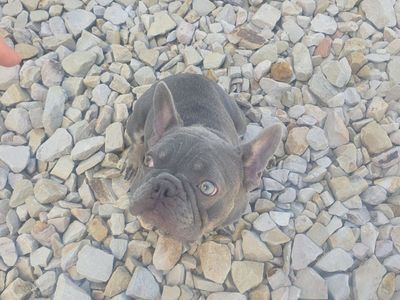 blue boys/ blue micro frenchie/ blue brindle pocket bully!