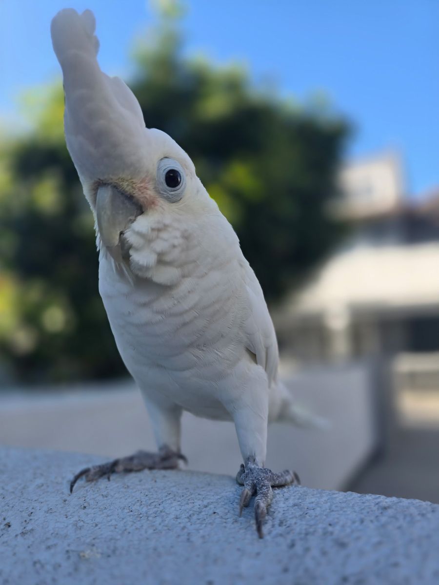 4 Year old Female Goffins Cockatoo