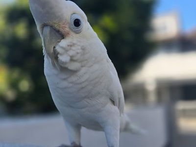 4 Year old Female Goffins Cockatoo