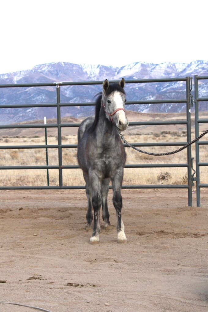 AQHA 2025 Gray Filly