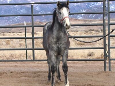 AQHA 2025 Gray Filly
