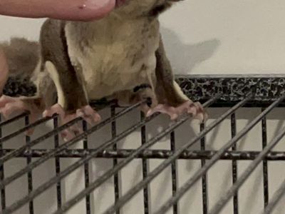 Sugar Gliders- mature bonded pair 750 OBO