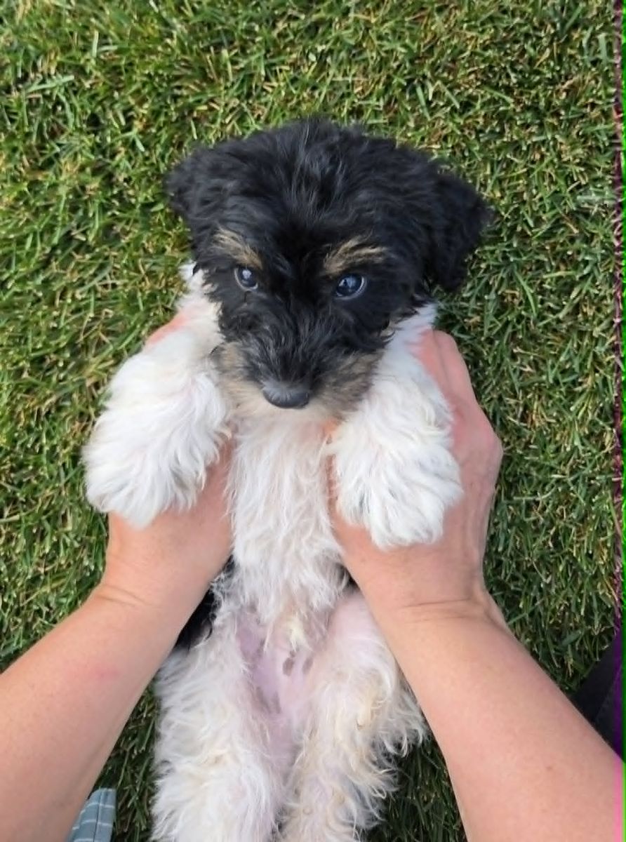 Mini Boader-doodle Puppies F2B