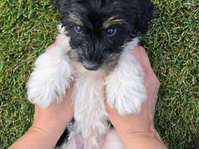 Mini Boader-doodle Puppies F2B