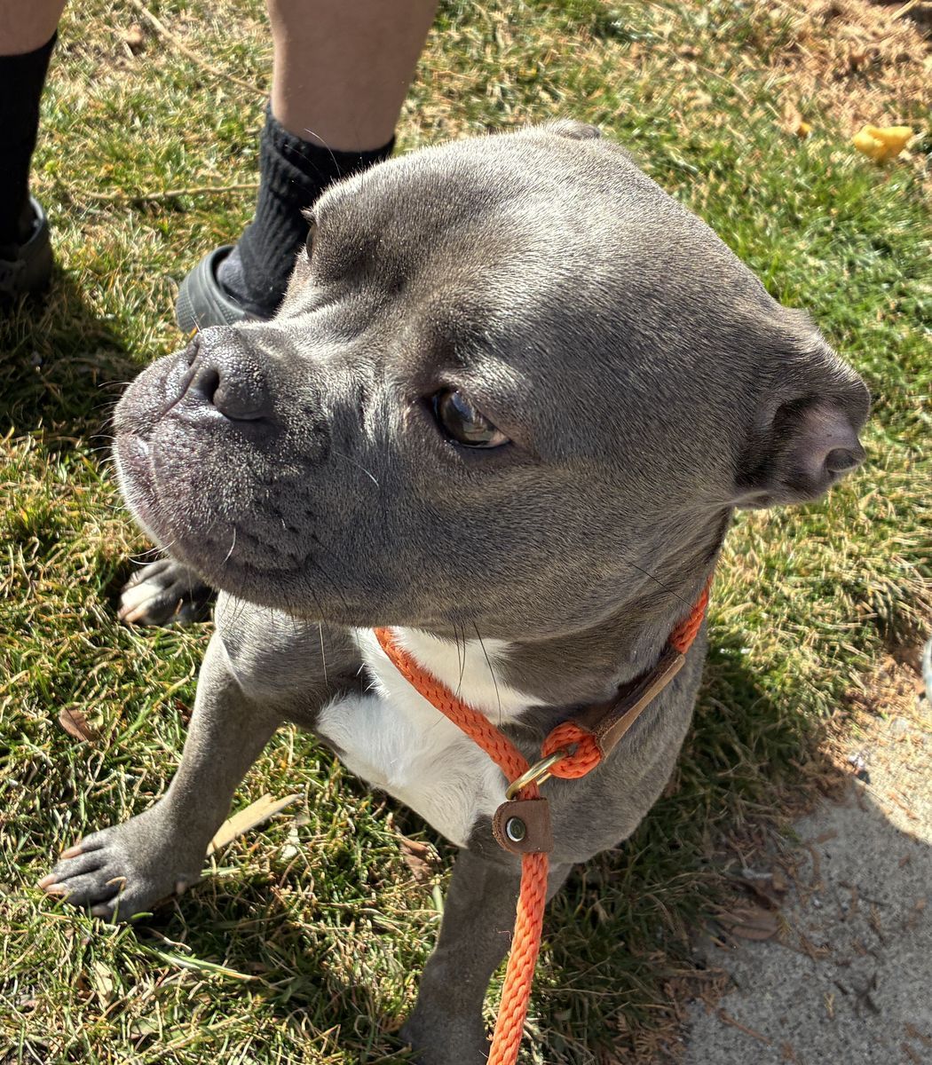 A160445 Miss Wiggles is Available for Adoption!