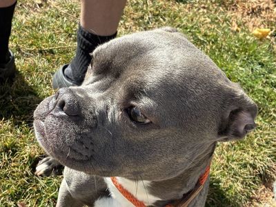 A160445 Miss Wiggles is Available for Adoption!