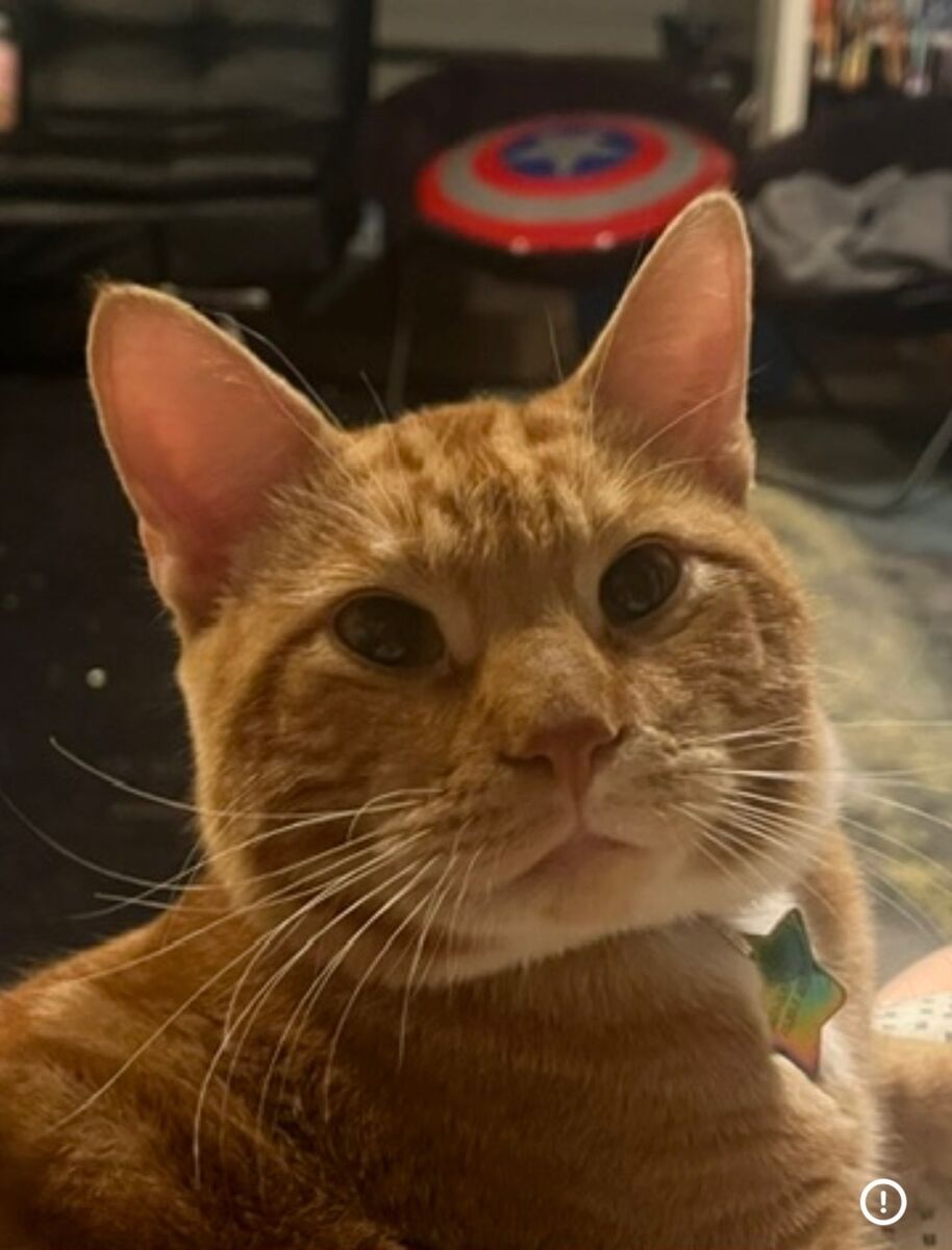 Male Orange Cat