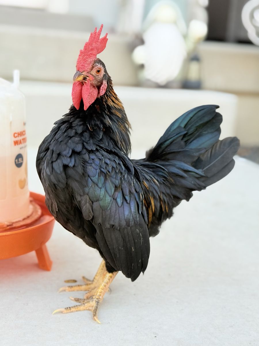 Mini Serama Rooster-NEW PRICE