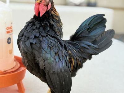 Mini Serama Rooster-NEW PRICE