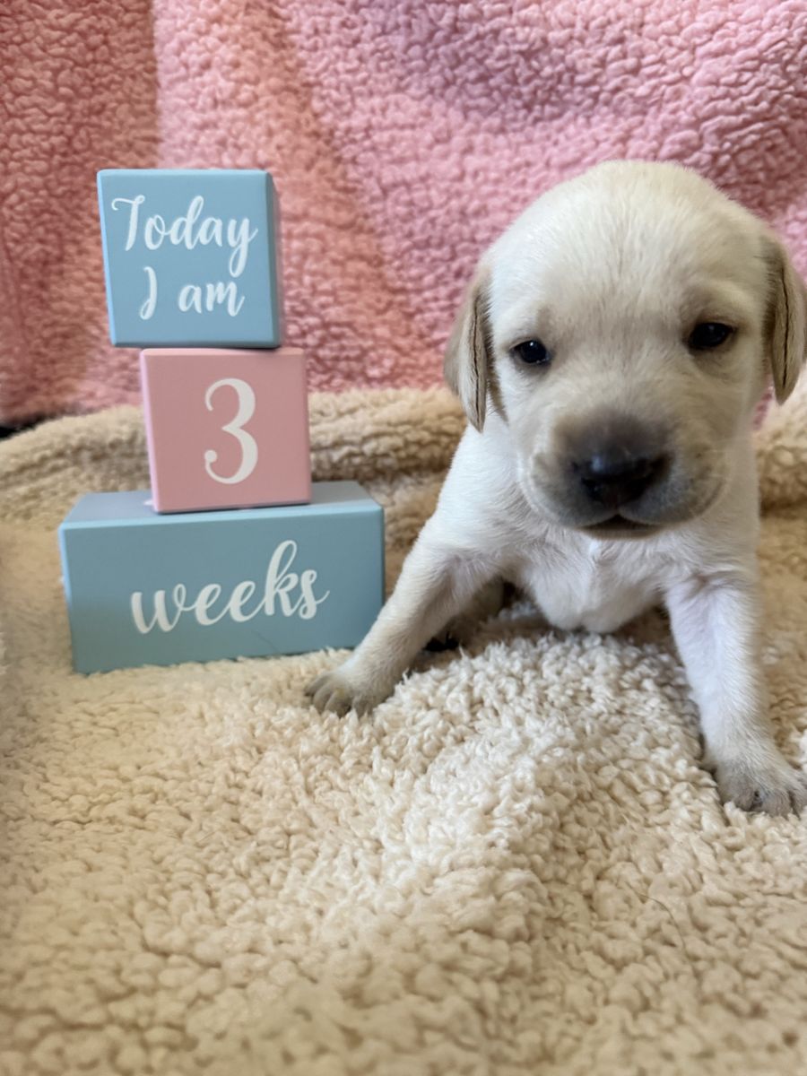 Adorable Labrador Retriever Puppies - Ready for Their Forever Homes!