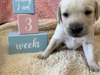 Adorable Labrador Retriever Puppies - Ready for Their Forever Homes!