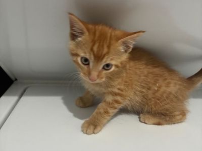 Siberian kittens