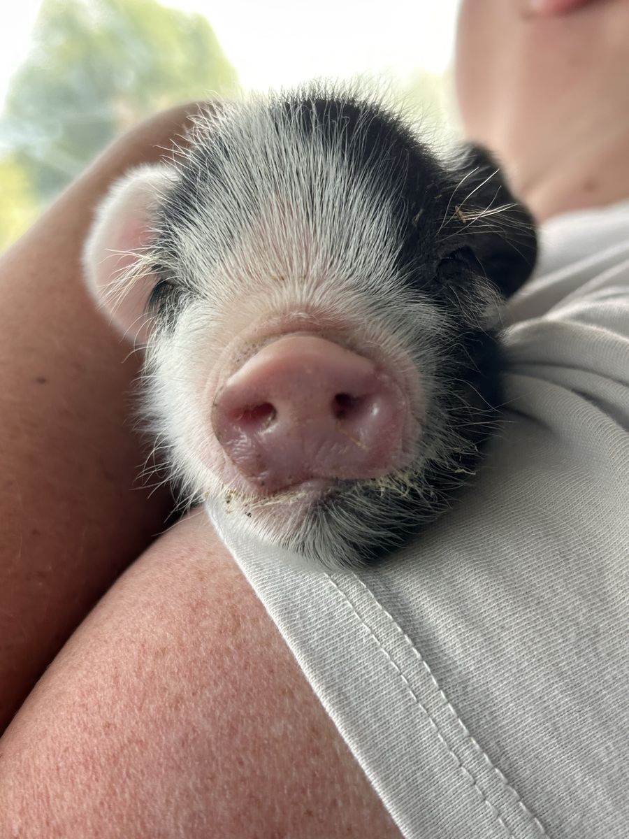 Kune Kune gilt