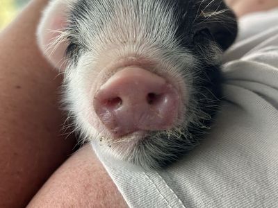Kune Kune gilt