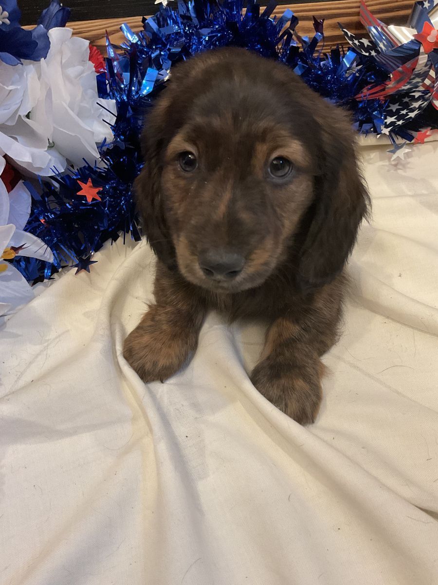 AKC Long Hair Male Miniature Dachshund