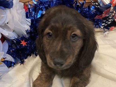 AKC Long Hair Male Miniature Dachshund