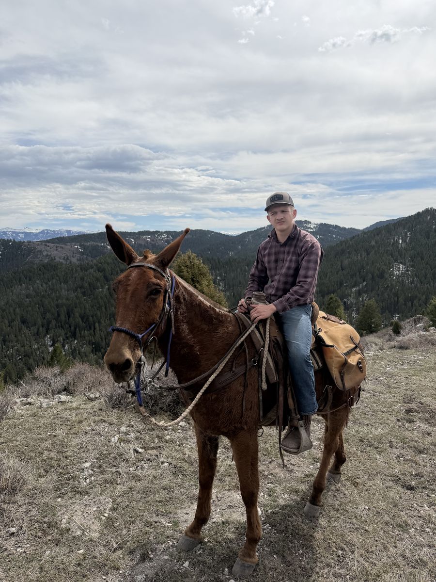 Big Nice10 Year Old Molly Mule