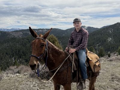 Big Nice10 Year Old Molly Mule