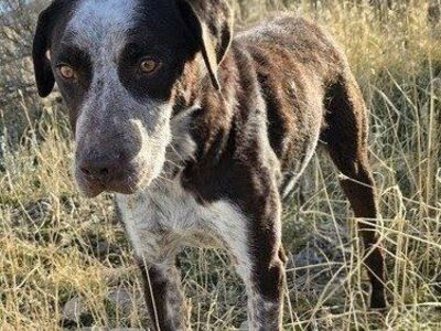 River: An Intelligent Adventurer Ready for You