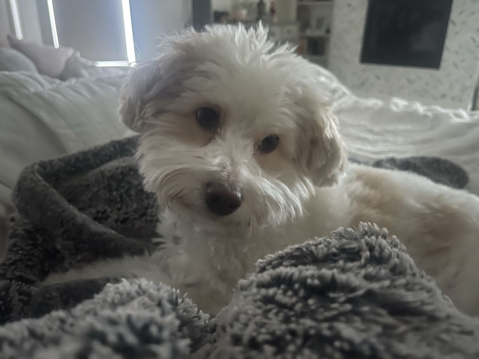 ISO Loving Home For Salty