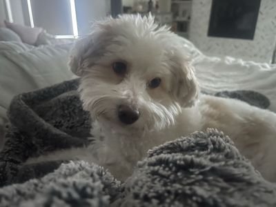 ISO Loving Home For Salty