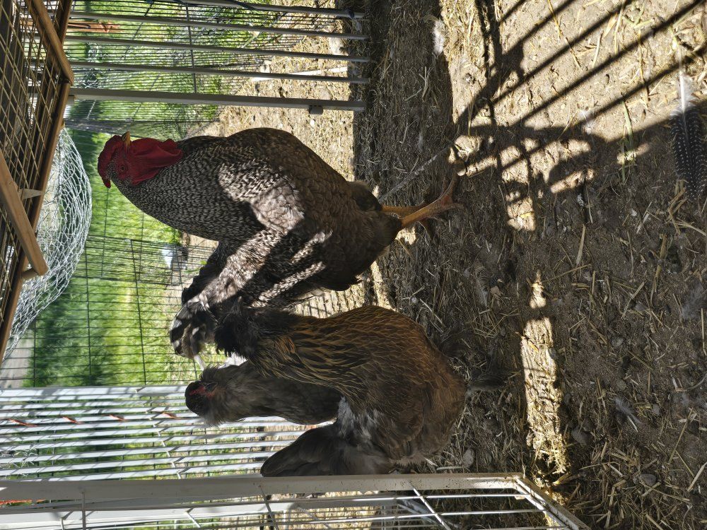 laying hens