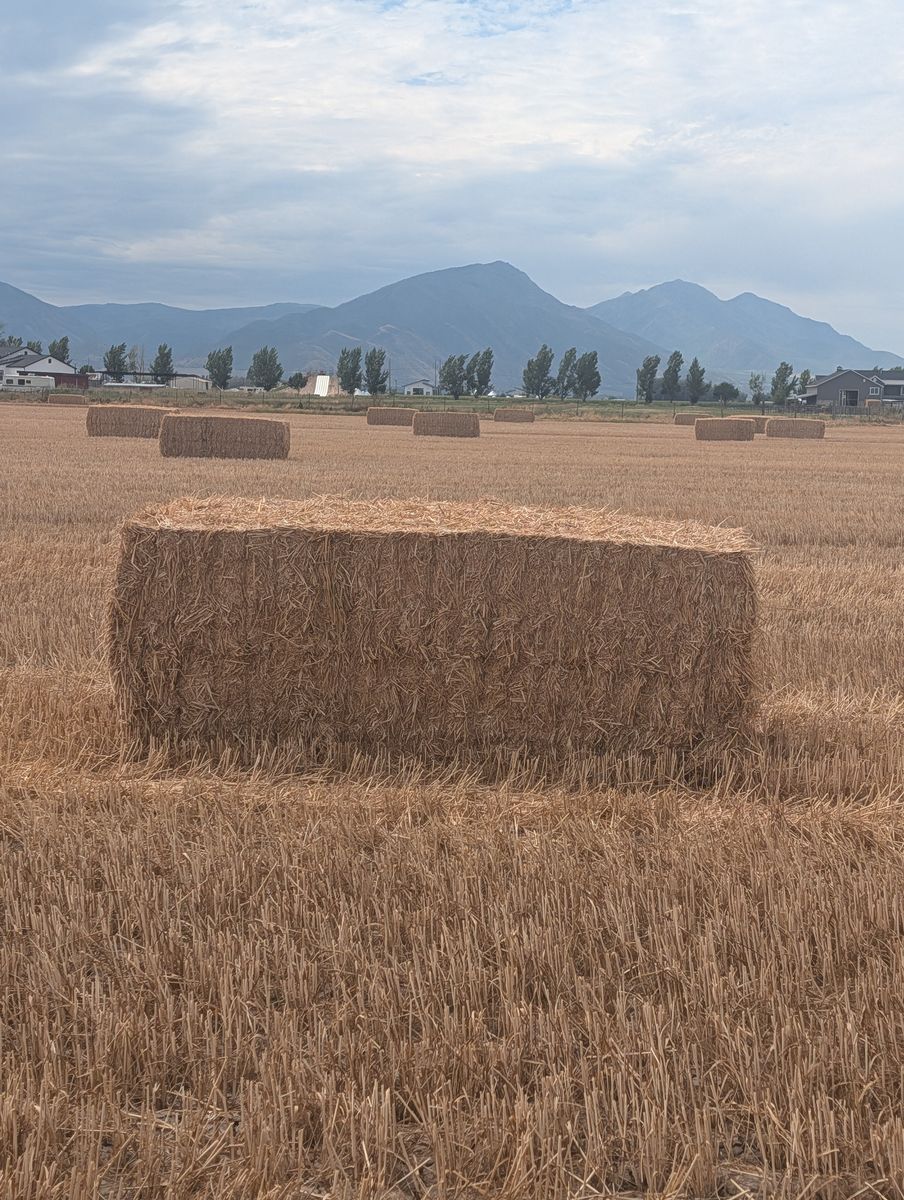 3x3 wheat straw bales