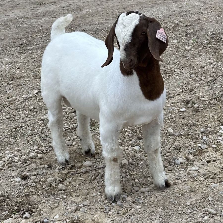 Wether bred buck 18 months old