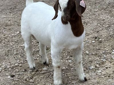 Wether bred buck 18 months old