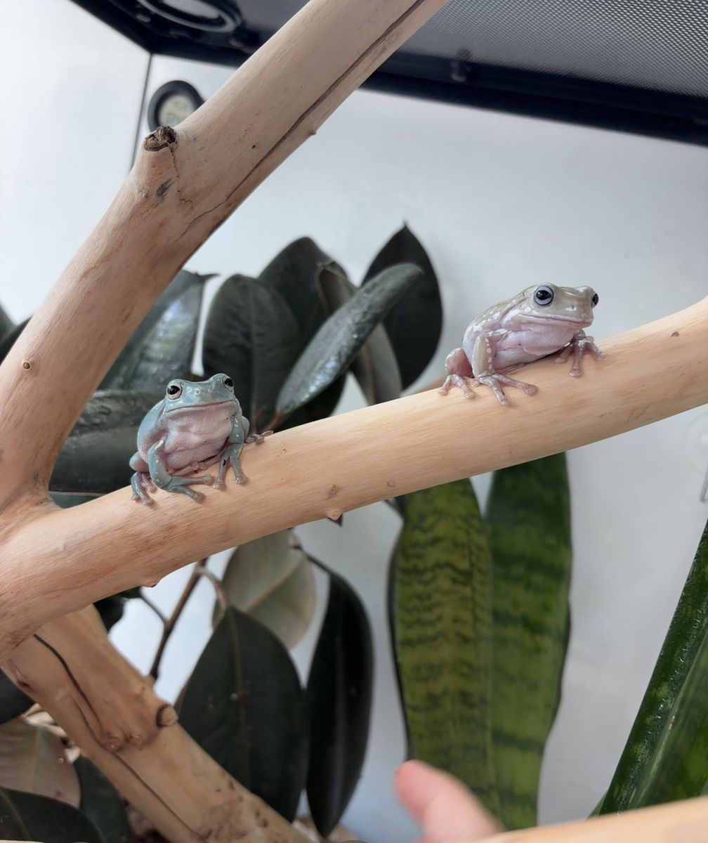 Pair of Whites Tree Frogs with Terrarium Setup