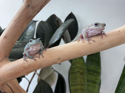 Pair of Whites Tree Frogs with Terrarium Setup