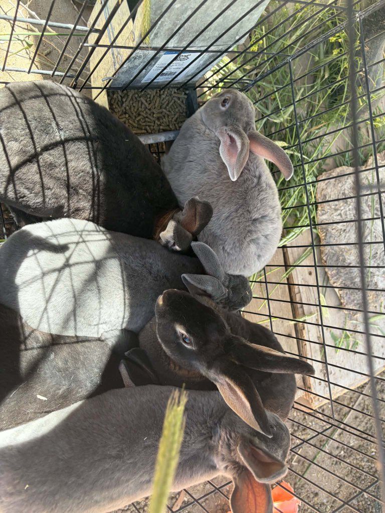 Standard Rex Rabbit Pets