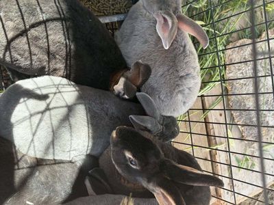 Standard Rex Rabbit Pets