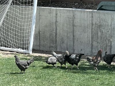 Chickens