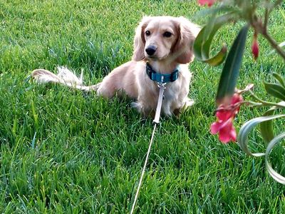 AKC Cream Dachshumd Stud