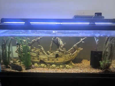 75 gallon fish tank & stand