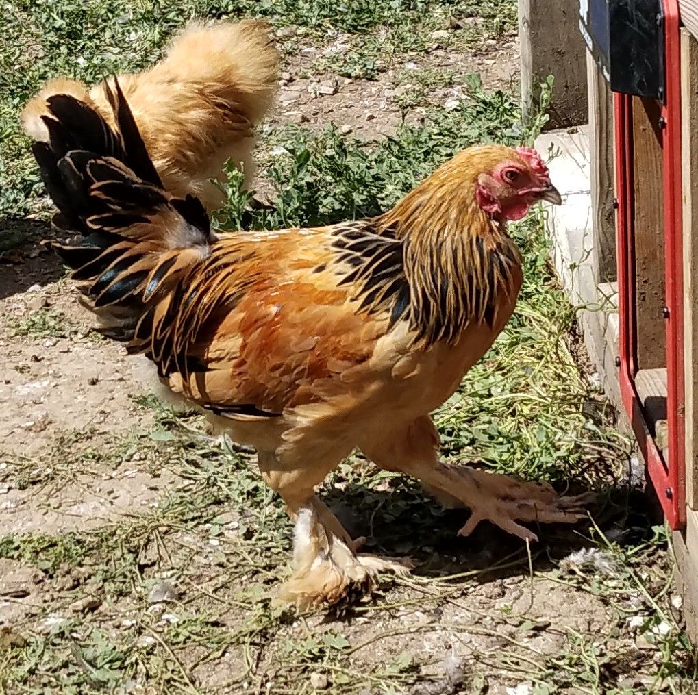 "Bernard" BANTAM BUFF BRAHMA ROOSTER 4 months old for Sale