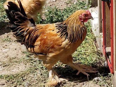 "Bernard" BANTAM BUFF BRAHMA ROOSTER 4 months old for Sale